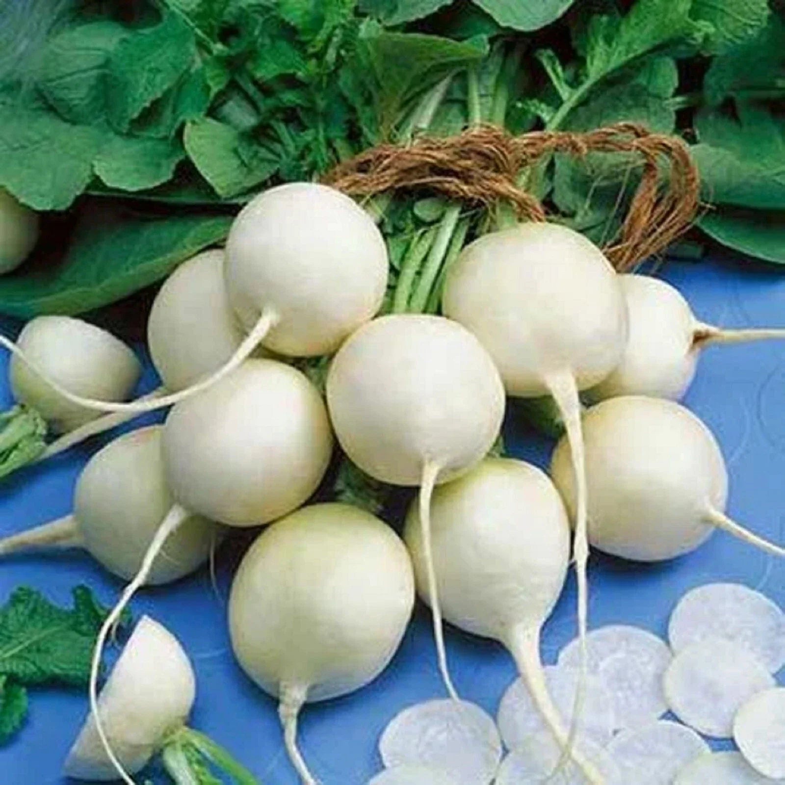 Philadelphia White Box Radish Seeds – Non-GMO Raphanus sativus for Home Gardening, Crisp White Radishes, 100+ Seeds Packet