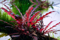 Hygrophila Pinnatifida Aquarium Plant - Live Freshwater Aquatic Plant for Tanks - Easy Care, Mid-Ground, 8-12 Inches