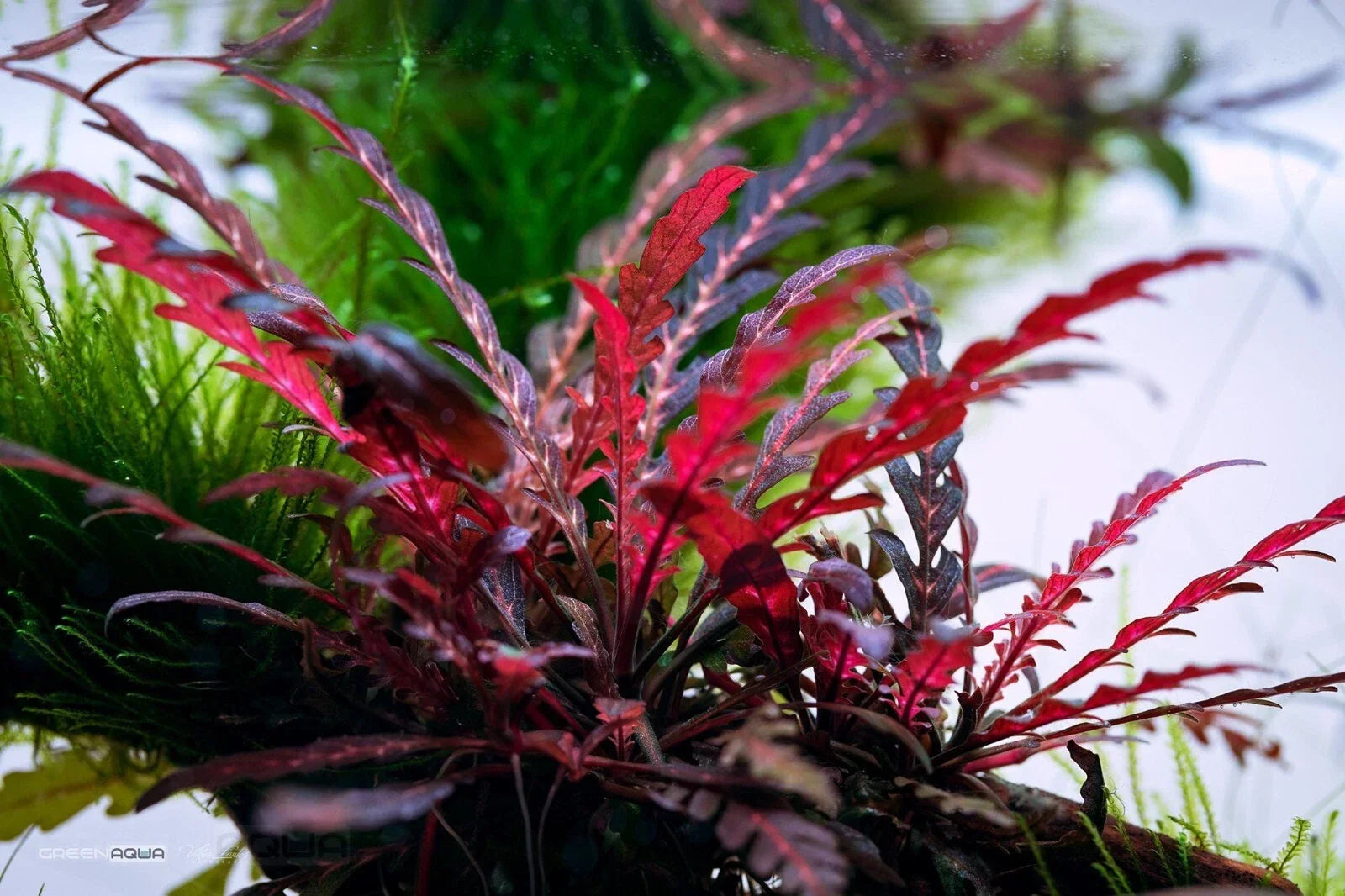 Hygrophila Pinnatifida Aquarium Plant - Live Freshwater Aquatic Plant for Tanks - Easy Care, Mid-Ground, 8-12 Inches