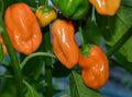 Orange Habanero Hot Pepper Seeds - Non-GMO Capsicum chinense for Spicy Mexican Salsa & Garden Cultivation