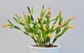 Dancing Bones Cactus 2" Plant | Hatiora salicornioides | Unique Succulent with Jointed Stems