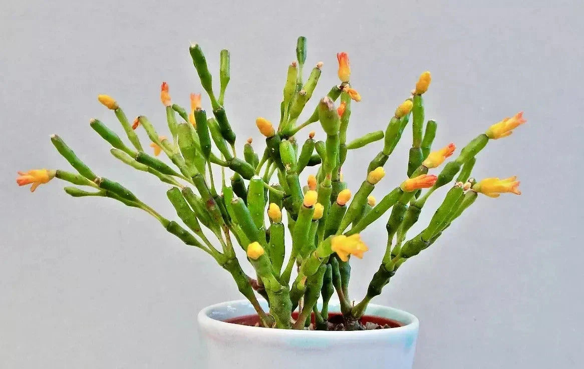 Dancing Bones Cactus 2" Plant | Hatiora salicornioides | Unique Succulent with Jointed Stems