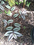 Organic Wandering Jew Cuttings - 7 Rooted Tradescantia Zebrina Variegated Green Purple Foliage