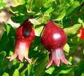 Dwarf Pomegranate Seeds Organic Punica granatum nana - 20 Seeds Edible Fruit Plant for Small Gardens & Containers