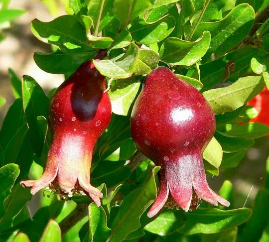 Dwarf Pomegranate Seeds Organic Punica granatum nana - 20 Seeds Edible Fruit Plant for Small Gardens & Containers