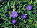 Periwinkle Vinca Minor Ground Cover - 10 Bare-Root Shade-Loving Drought Tolerant Erosion Control Plants