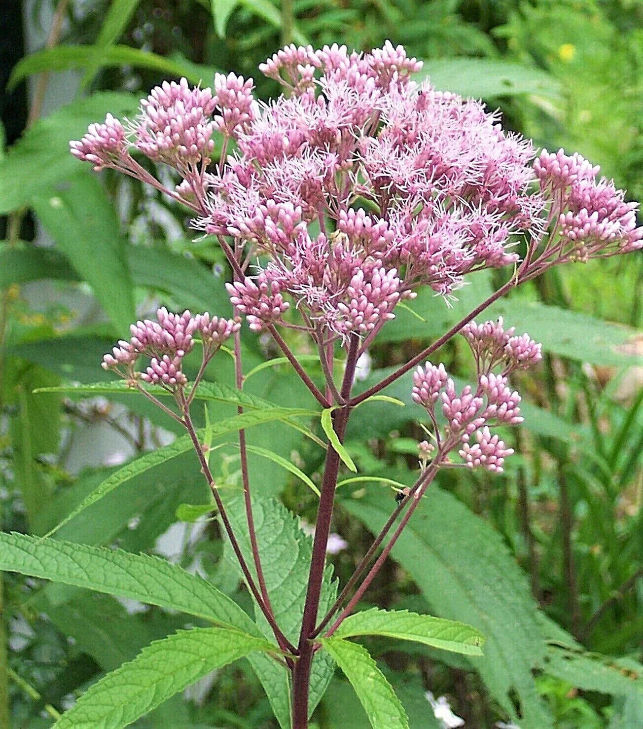 Joe Pye Weed Plants - 3 Pack, Eupatorium purpureum, Native Maine Perennial Flowering Plants for Gardens