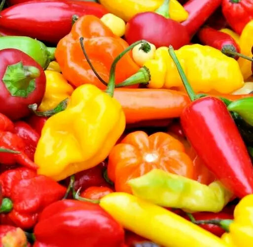 Hot Pepper Seeds Mix - 50+ Varieties including Jalapeno, Habanero, Cayenne, Anaheim, Cherry, Santa Fe - Capsicum annuum Seeds