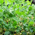 Speckled Pea Seeds | Non-GMO Heirloom Garden Seeds | Pisum sativum | Climbing Vine for Home Gardens