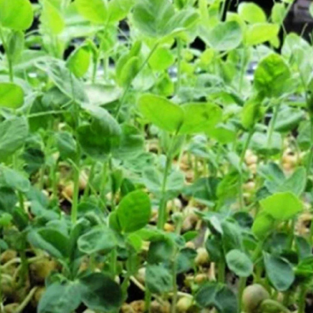 Speckled Pea Seeds | Non-GMO Heirloom Garden Seeds | Pisum sativum | Climbing Vine for Home Gardens