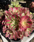 Aeonium Pink Witch Succulent Cutting 2.5" - Imported Unique Rosette Plant