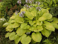 Large Golden Hosta Plant – Full Rooted, 3+ Years Old, Hosta sieboldiana 'Aureomarginata' for Garden & Shade
