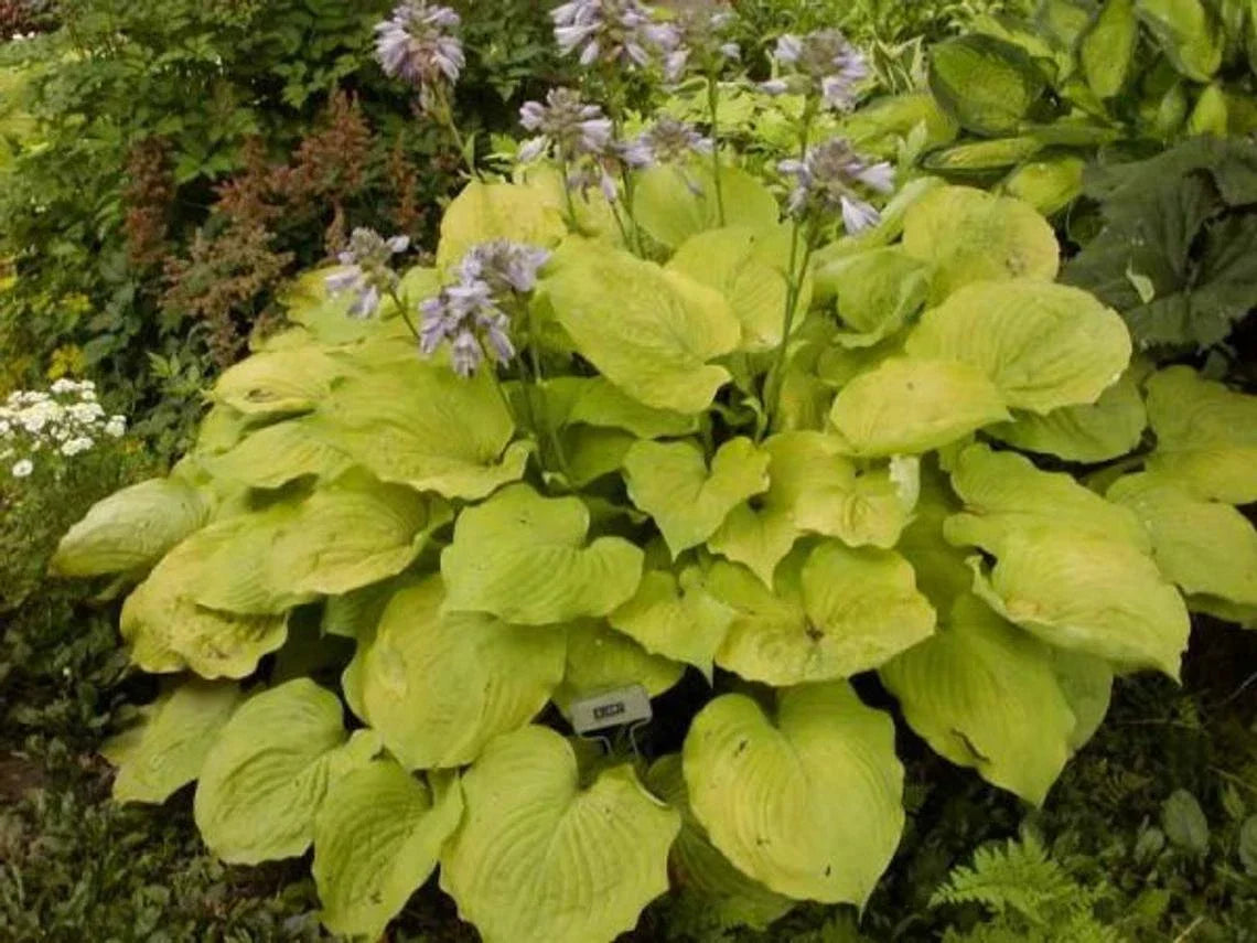 Large Golden Hosta Plant – Full Rooted, 3+ Years Old, Hosta sieboldiana 'Aureomarginata' for Garden & Shade