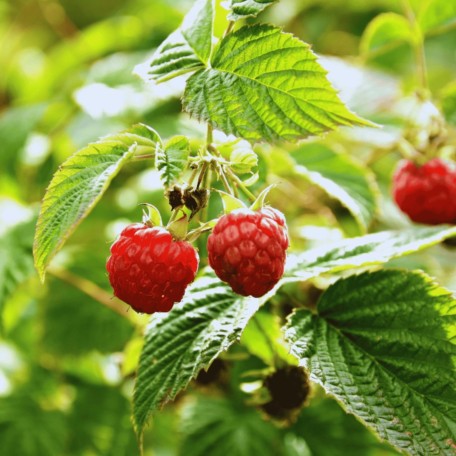 Polana Raspberry Canes - Bare Root 1-Year-Old Rubus idaeus 'Polana' Berry Cane for Home Garden