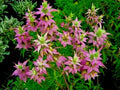 Spotted Bee Balm Flower Seeds, Native Wildflower, Herbal Tea, Medicinal Plant, Monarda punctata, 300+ Seeds