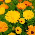 Calendula Seeds Heirloom Fiesta Gitana Edible Flowers Non-GMO Annual Seed Packet