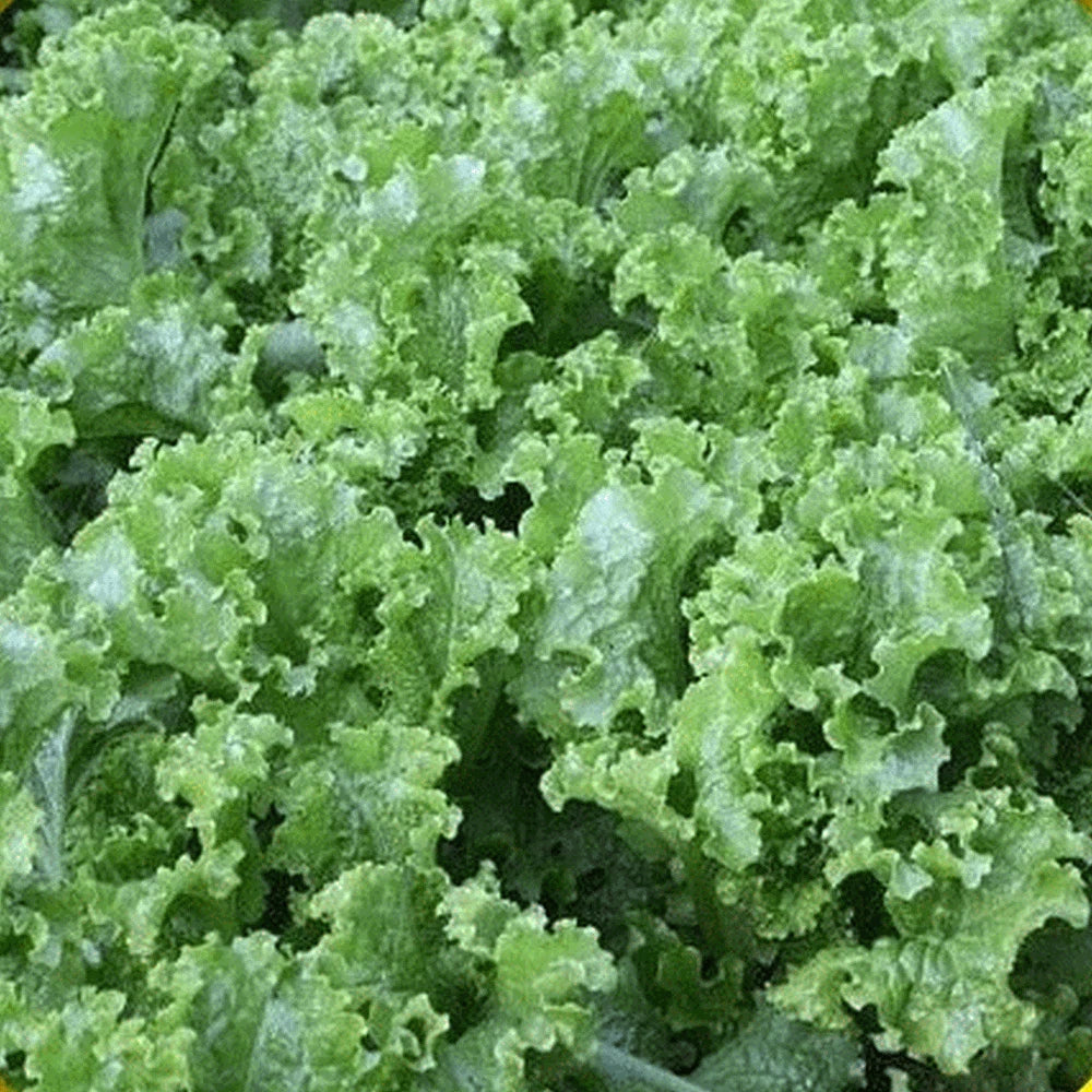 Lettuce Seeds Green Ice Non-GMO Lactuca sativa Loose-Leaf Salad Greens Packet of 200 Seeds