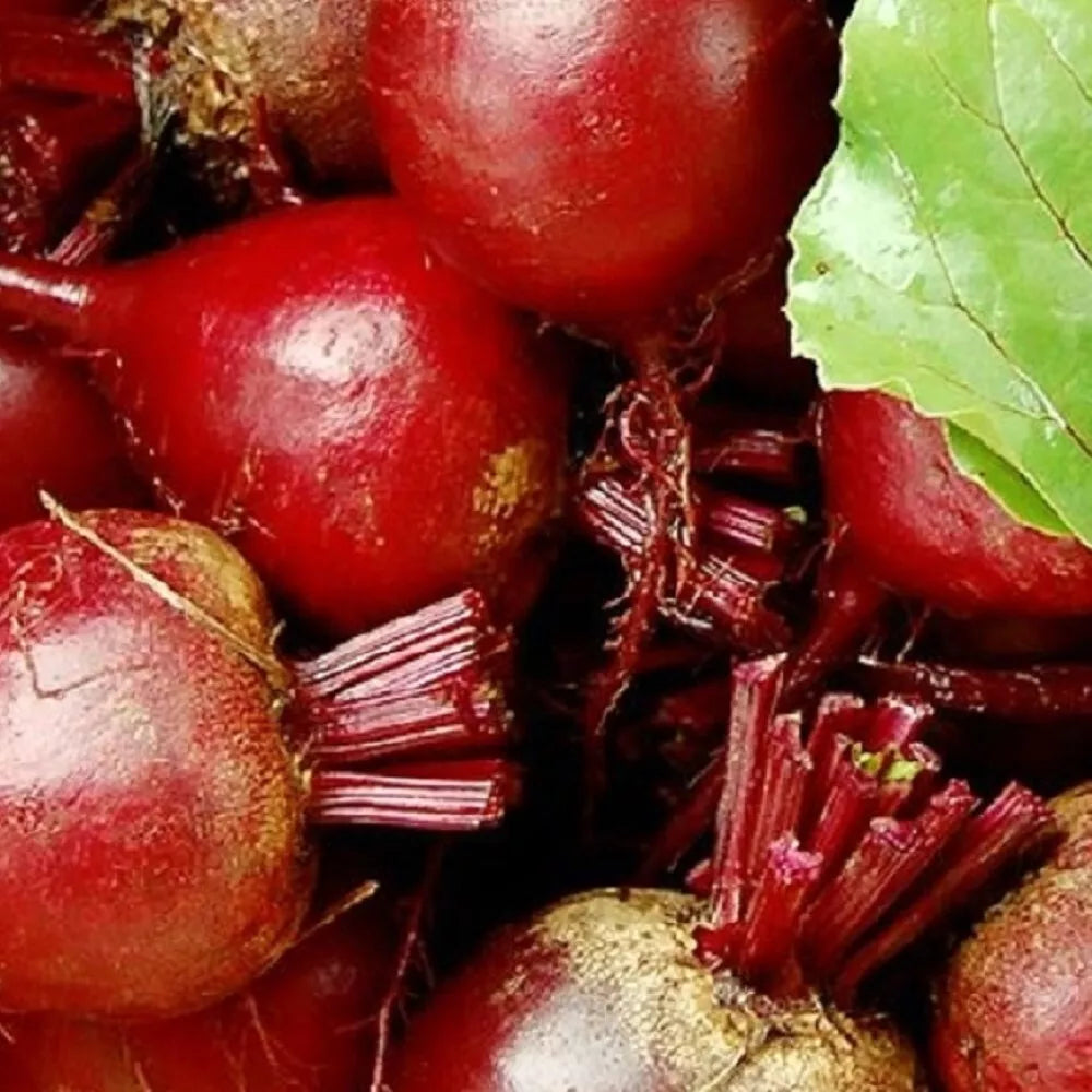 Dark Red Detroit Beet Seeds, Heirloom Beta vulgaris, Non-GMO Vegetable Seeds for Planting, Root Crop, Garden or Container