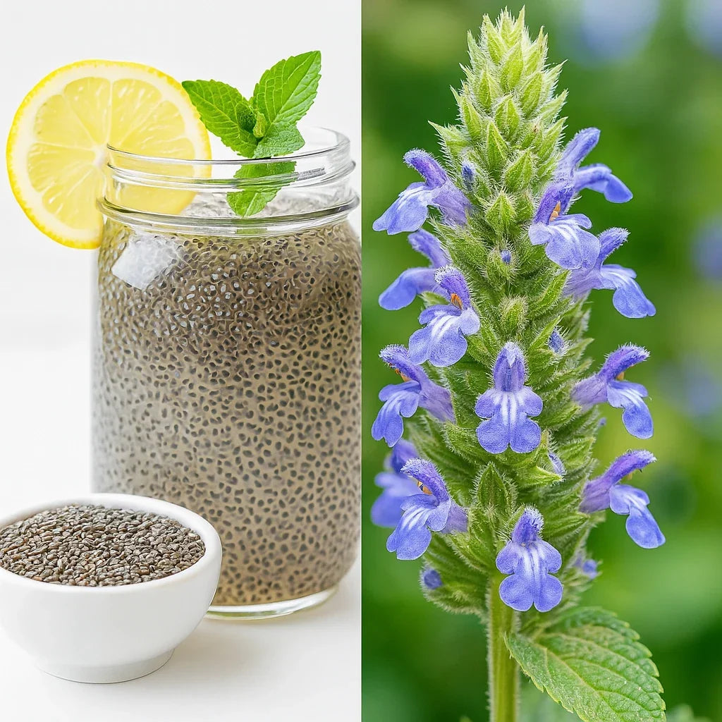 Organic Chia Seeds for Microgreens – Salvia Hispanica, Non-GMO, Nutrient-Rich, Fast Germination, Indoor & Outdoor Gardening