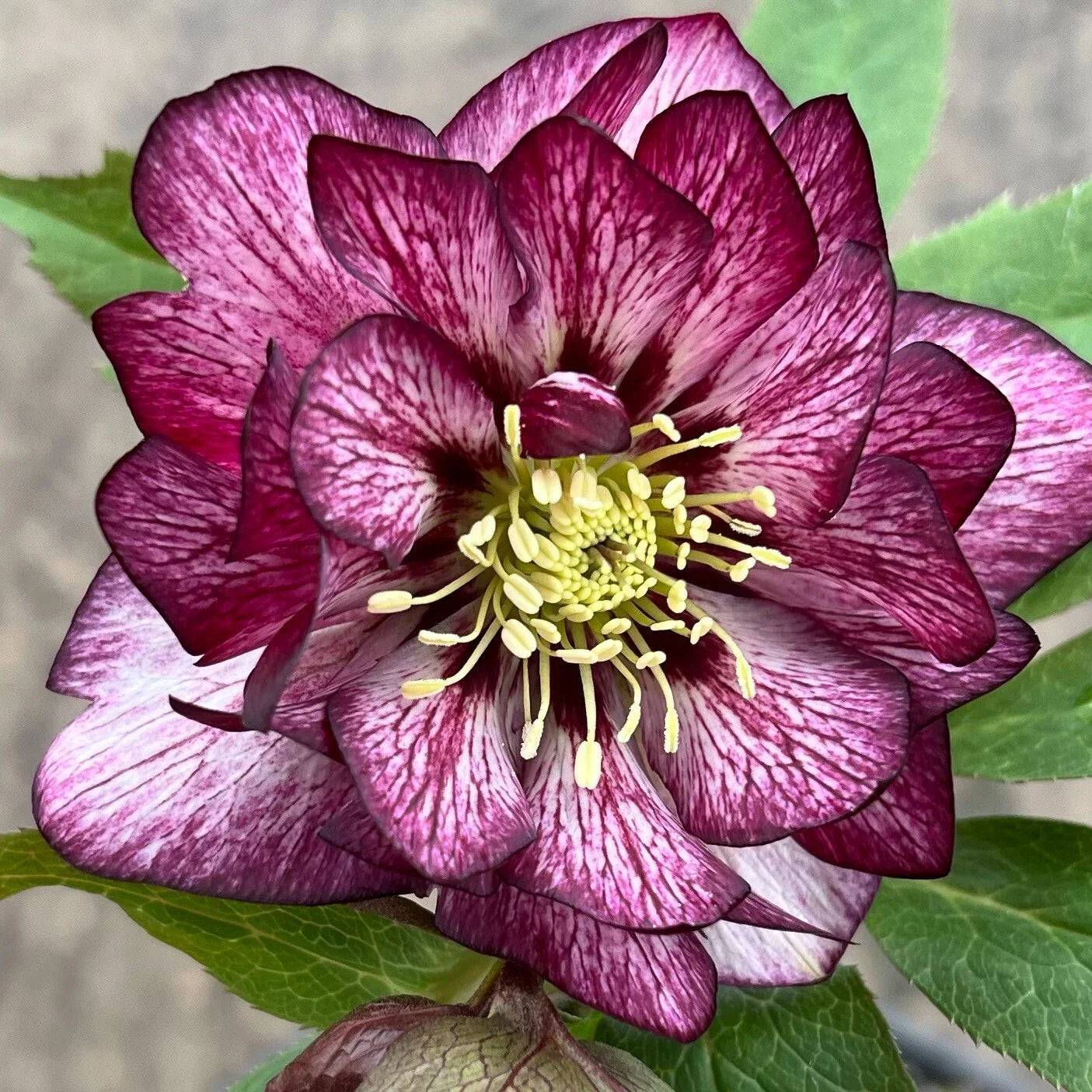 Hellebore 'Whirlwind Romance' Perennial Plant in 5.25" Pot - Lenten Rose, Shade Loving, Long Blooming