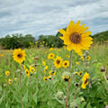 Downy Sunflower Seeds - 101+ Pack, Native Prairie Wildflower, Drought-Tolerant, Helianthus mollis, Summer & Fall Blooms