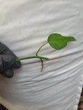 Epipremnum Pinnatum Skeleton Key Plant Cutting - Rare Indoor Houseplant - One Node Fresh Propagation