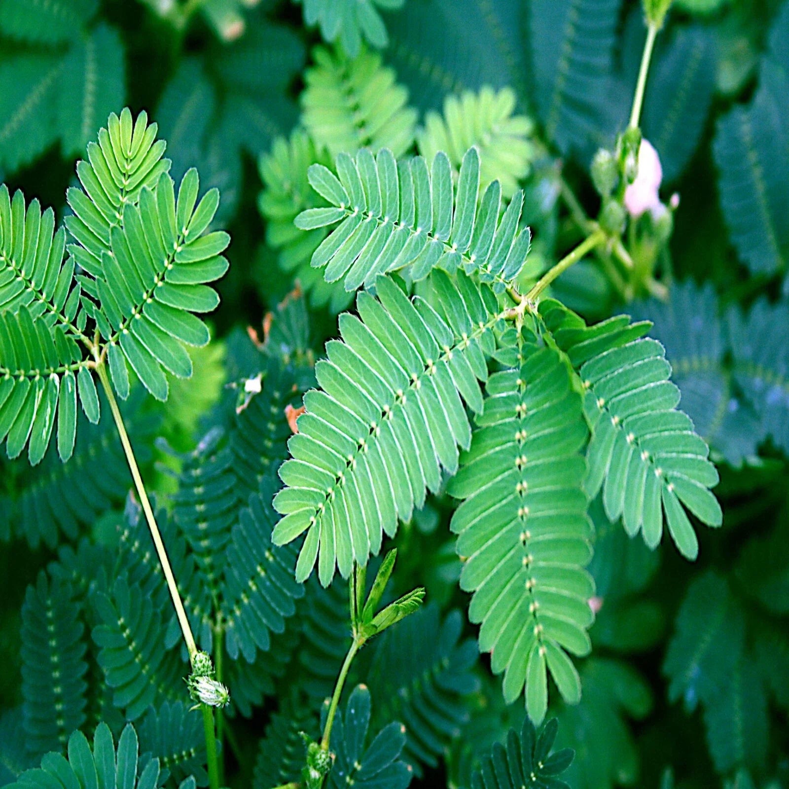 Dwarf Mimosa Pudica Seeds - Sensitive Plant Tropical Houseplant Seeds for Indoor Gardening