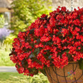 Hula Red Begonia Seeds, 25+ Pack, Vibrant Red Foliage & Blooms, Begonia x tuberhybrida, Garden & Container Planting