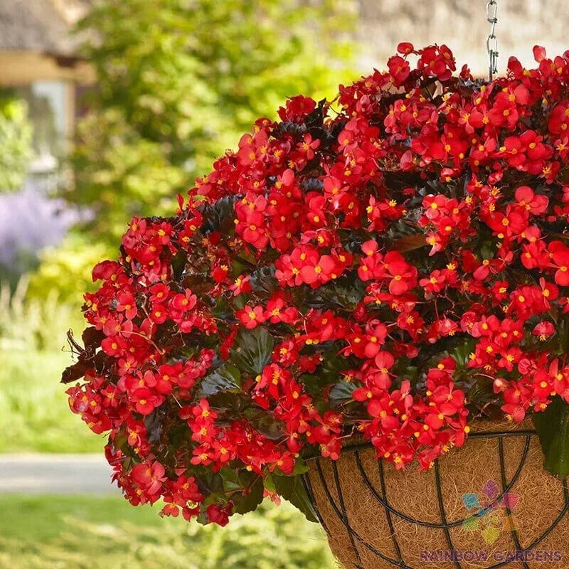 Hula Red Begonia Seeds, 25+ Pack, Vibrant Red Foliage & Blooms, Begonia x tuberhybrida, Garden & Container Planting