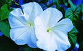 Moonflower Seeds for Planting - Night Blooming Ipomoea alba, Fragrant Climbing Vine, 100+ Seeds