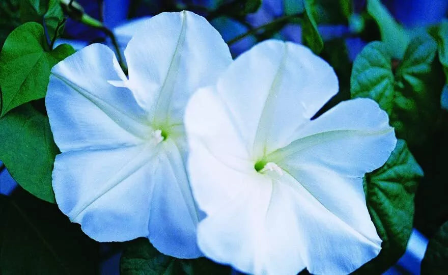 Moonflower Seeds for Planting - Night Blooming Ipomoea alba, Fragrant Climbing Vine, 100+ Seeds