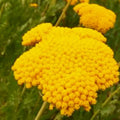 Golden Yarrow Seeds | Achillea filipendulina | Heirloom NON-GMO Garden Seeds for Pollinator Attracting Flowers