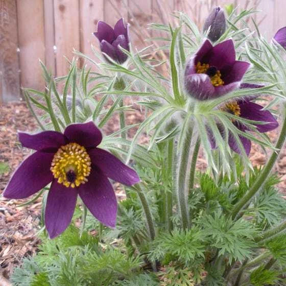 Pulsatilla Seeds 500 Count - Red Bells Violet - Hardy Perennial Flower Seeds - Pulsatilla vulgaris - Pasque Flower Garden Plant