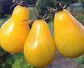 Yellow Pear Tomato Seeds – Non-GMO Heirloom Solanum lycopersicum, 200 Seeds for Home Garden & Container Growing