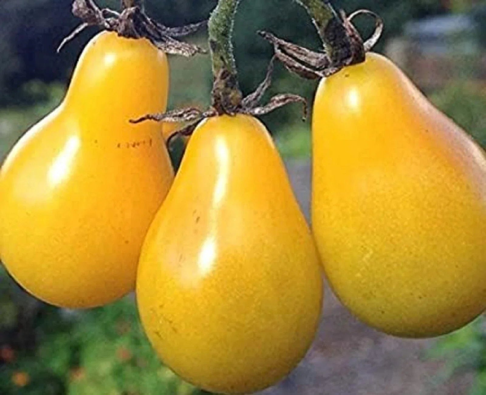 Yellow Pear Tomato Seeds – Non-GMO Heirloom Solanum lycopersicum, 200 Seeds for Home Garden & Container Growing