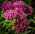 Swamp Milkweed Seeds 100 Count - Asclepias incarnata - Native Pollinator Plant for Gardens and Wetlands