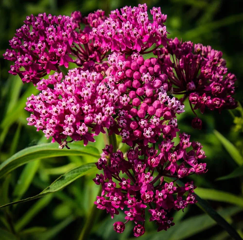 Swamp Milkweed Seeds 100 Count - Asclepias incarnata - Native Pollinator Plant for Gardens and Wetlands