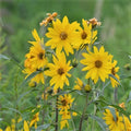 Maximilian Sunflower Seeds - 1,000 Non-GMO Helianthus maximiliani for Gardens, Landscaping & Pollinator Attraction