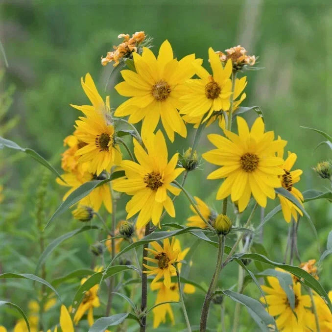 Maximilian Sunflower Seeds - 1,000 Non-GMO Helianthus maximiliani for Gardens, Landscaping & Pollinator Attraction