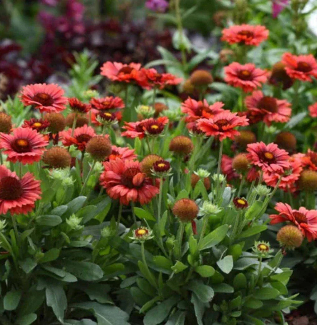 Spintop Red Flower Plant - Potted 6-inch - Vibrant Red Blooms - Butterfly & Pollinator Attractant - Spintopia rubra