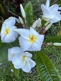 Plumeria Plant 6"-10" Fragrant White Yellow Center Flowers, Tropical Frangipani, Plumeria spp.