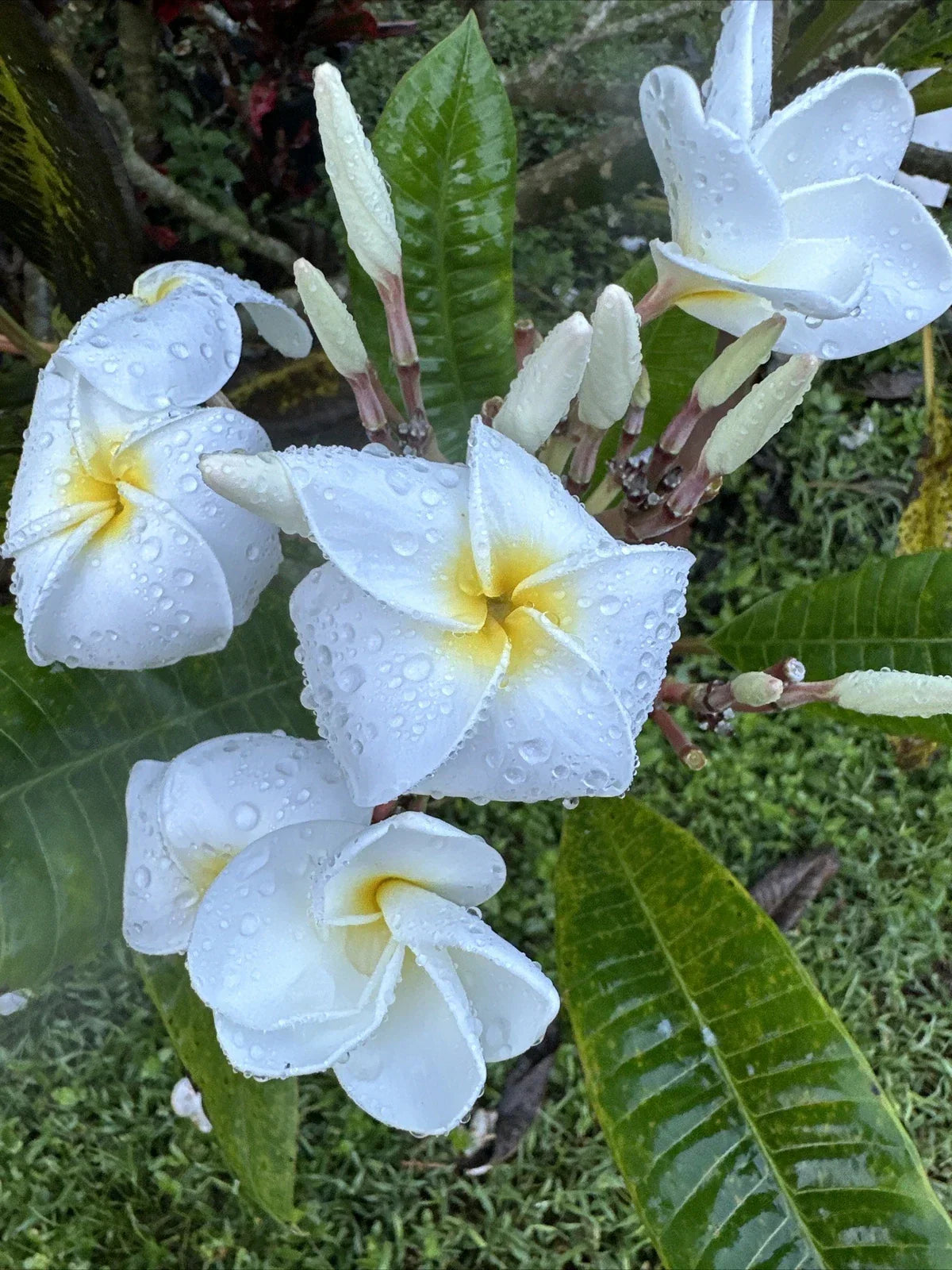 Plumeria Plant 6"-10" Fragrant White Yellow Center Flowers, Tropical Frangipani, Plumeria spp.