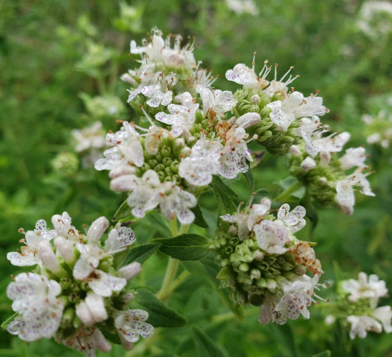 Mountain Mint Seeds - Pycnanthemum verticillatum Herbal Tea Plant, 25 Seeds, Perennial, Florida Grown