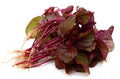 Red Spinach Seeds - Heirloom Amaranthus cruentus - 500+ Seeds for Gardening, Container or Garden Bed, Fast-Growing, Nutritious