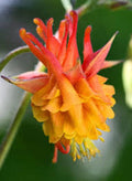 Double Orange Yellow Columbine Seeds - Perennial Flower Seeds, Aquilegia chrysantha, Vibrant Blooming Plants, Pollinator Attractant