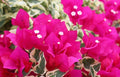 Rare Raspberry Ice Bougainvillea Starter Plant - Small Well-Rooted Flowering Vine, Bougainvillea spectabilis