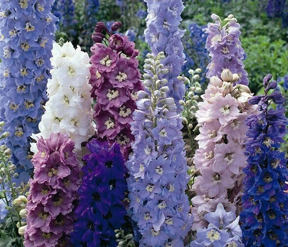 Delphinium Seeds - Magic Fountain Mix - Colorful Perennial Garden Flowers - Delphinium elatum - 25 Seeds