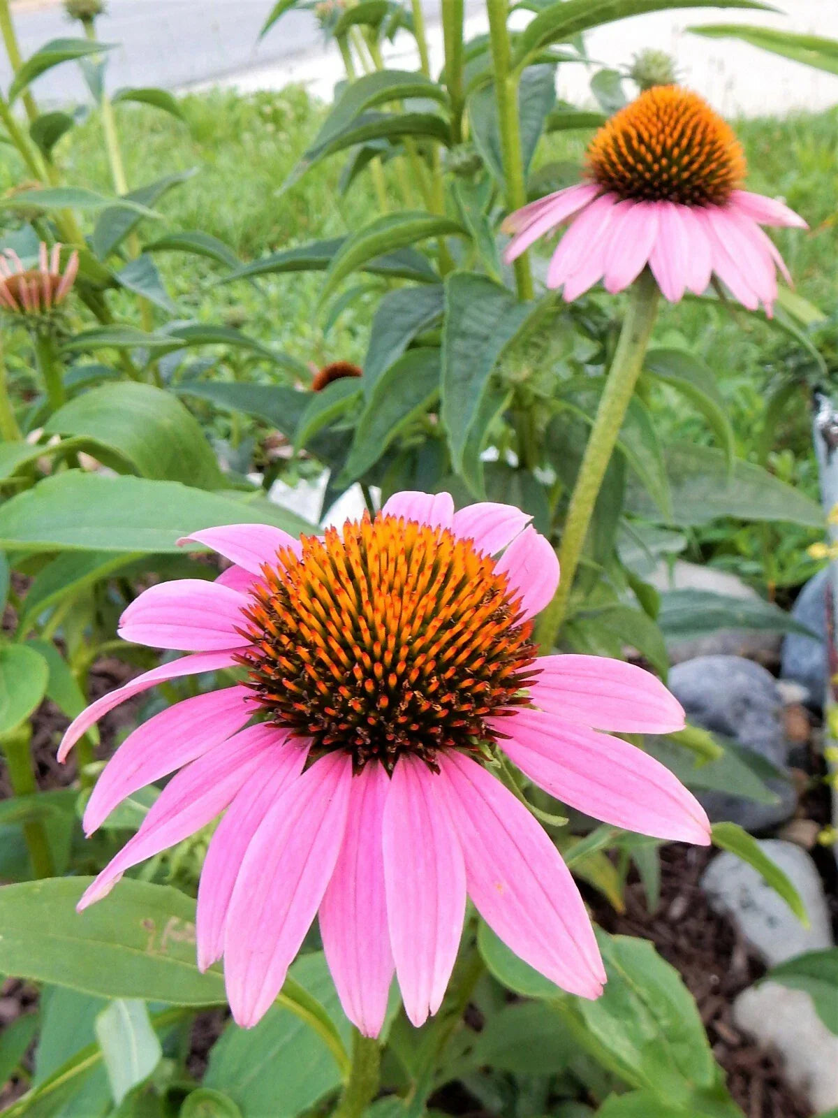 Echinacea Purpurea Coneflower Perennial Plants - 10 Pack, Vibrant Purple Flowers, Drought-Resistant Garden Plants