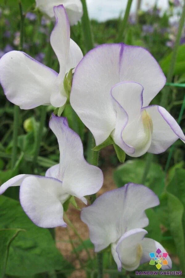 Romeo Sweet Pea Seeds - 50+ Pack, Fragrant Climbing Flower, Lathyrus odoratus, Non-GMO, USA Grown, Garden Planting