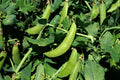 Sugar Snap Pea Seeds - 100 Count Packet - Crisp & Tender Pods - Pisum sativum var. macrocarpon